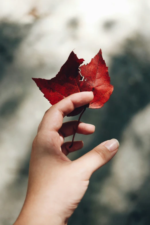 a woman is holding onto a red leaf