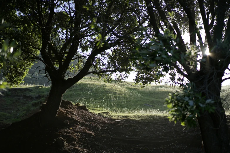 a tree with a grassy field next to it