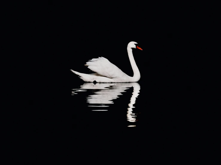 a swan that is swimming in the water