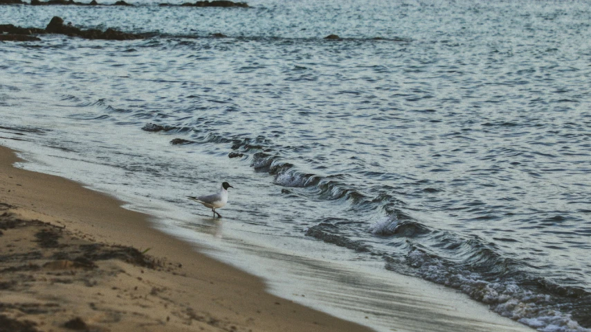 seagulls walking on a sandy beach next to the ocean