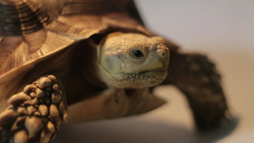 a turtle is seen looking to its left