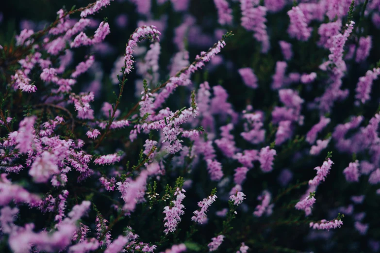 a close up of flowers that are purple in color