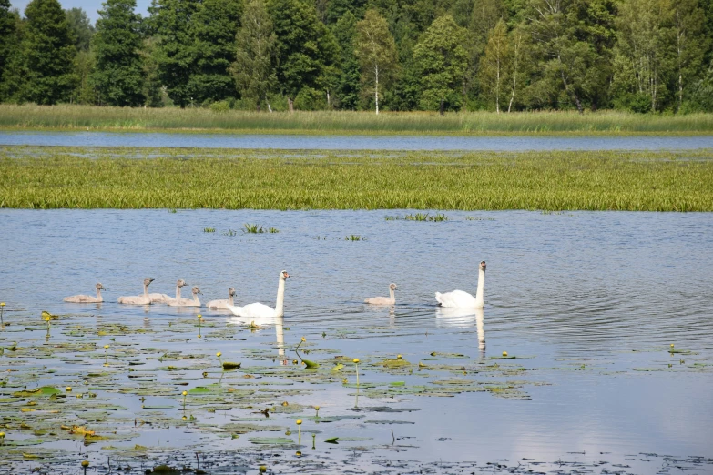 there are some swans on the lake in a lot of water