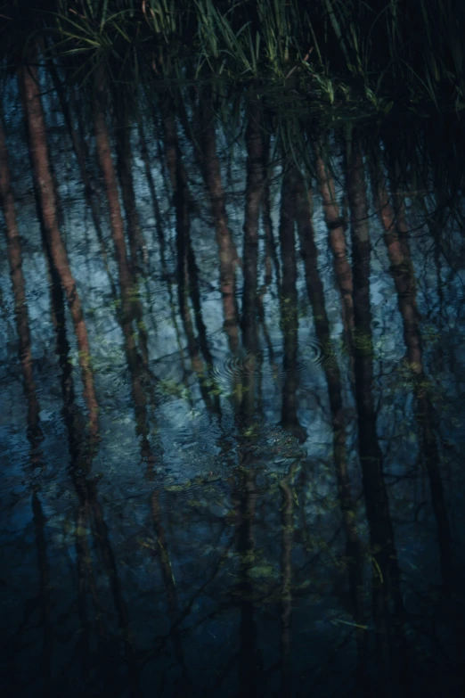 the bottom view of a pond of water with small trees reflected in it