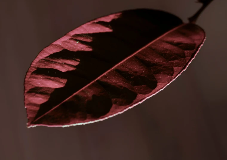 an upside down leaf with brown and pink highlights