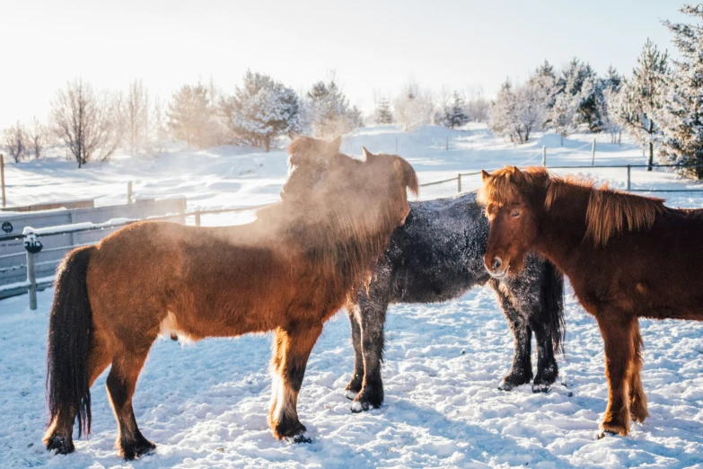 four brown horses standing in the snow near a forest