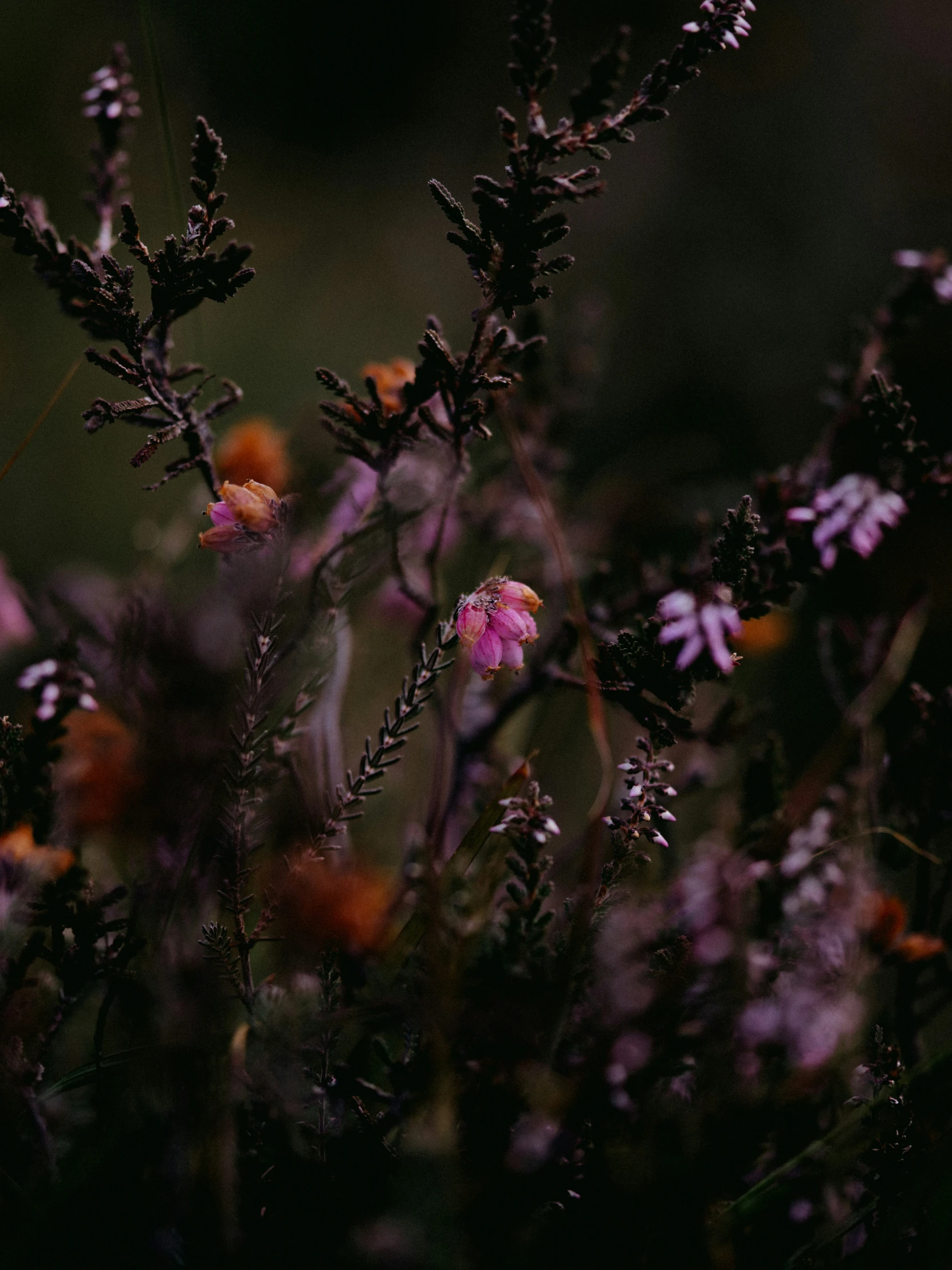 some wild flowers sitting in the grass