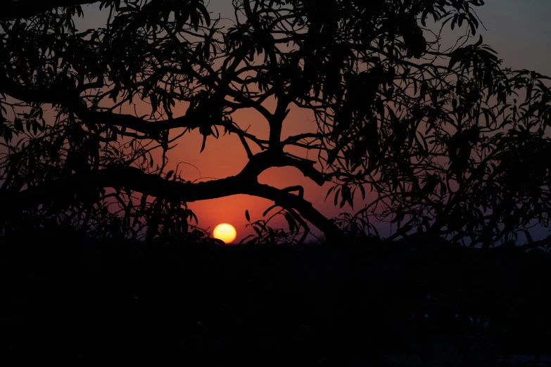 the sun rises behind a large tree with no leaves