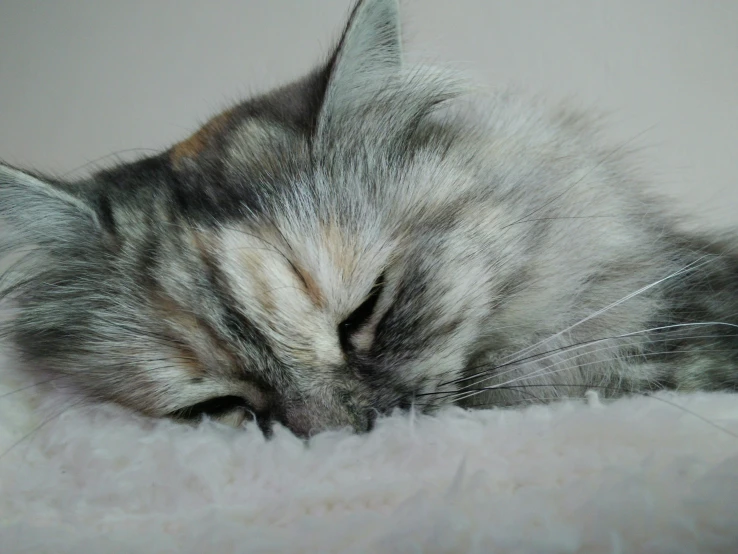 there is a cat that is asleep on the bed