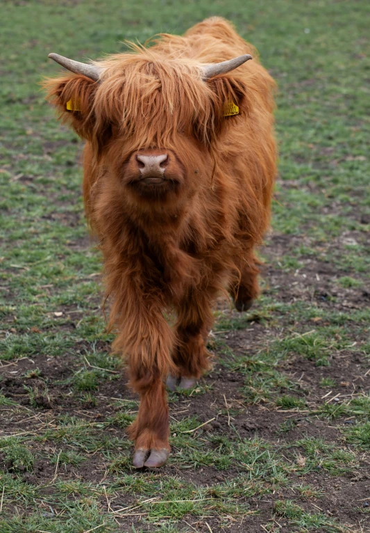 long haired steer in a green pasture looking at the camera