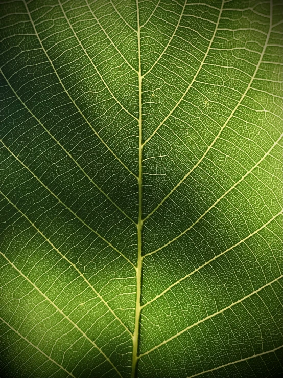 a green plant leaf is in the sunlight