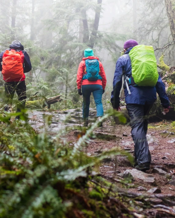 three hikers walking in a forest, with trees in the fog