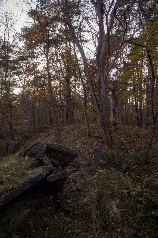 an out - of - focus po of a large group of trees and bushes