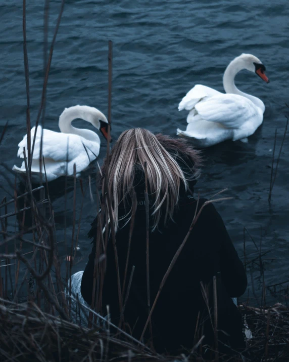 two white ducks swimming on a body of water