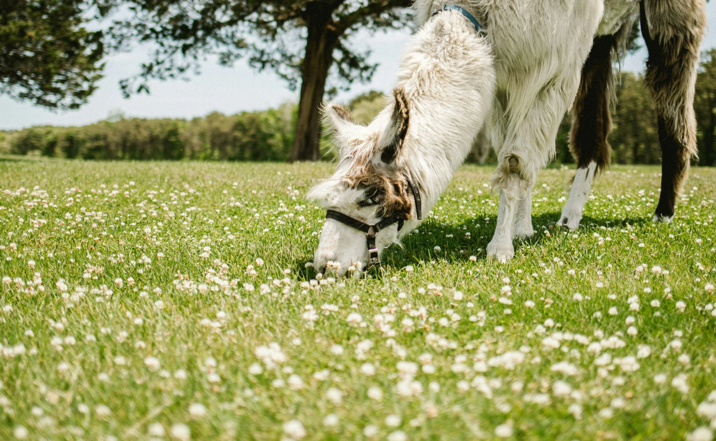 two donkeys that are standing in the grass