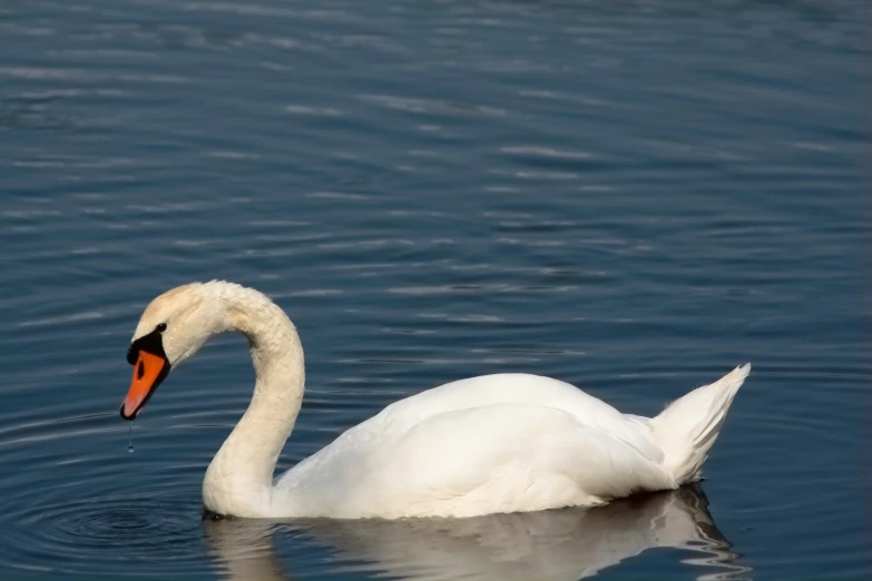 there is a swan that is swimming in the water