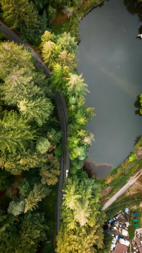 trees on the hillside over looking a lake