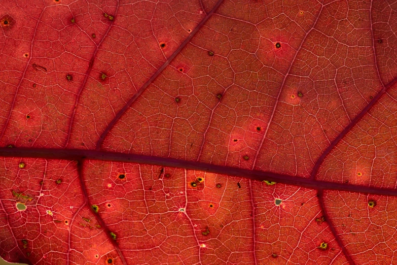 the underside of a red leaf showing red flowers