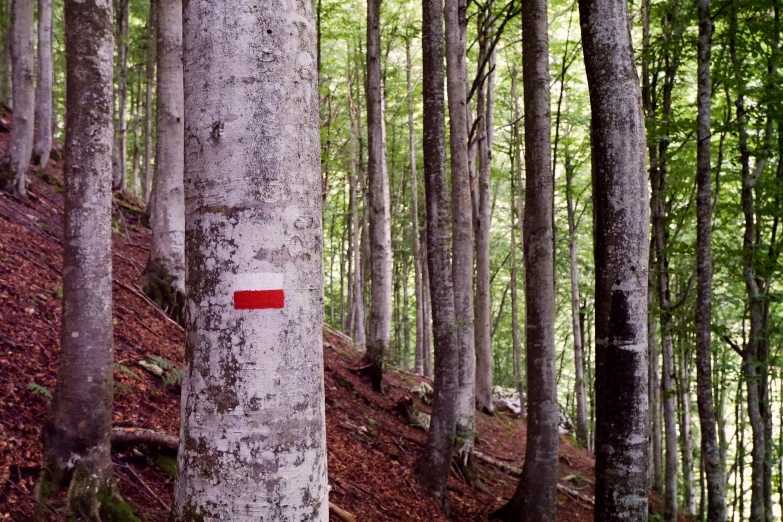 a red marker in the middle of a forest