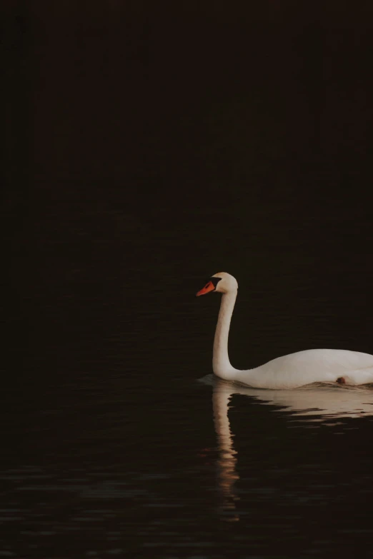 a bird is swimming on the water at night