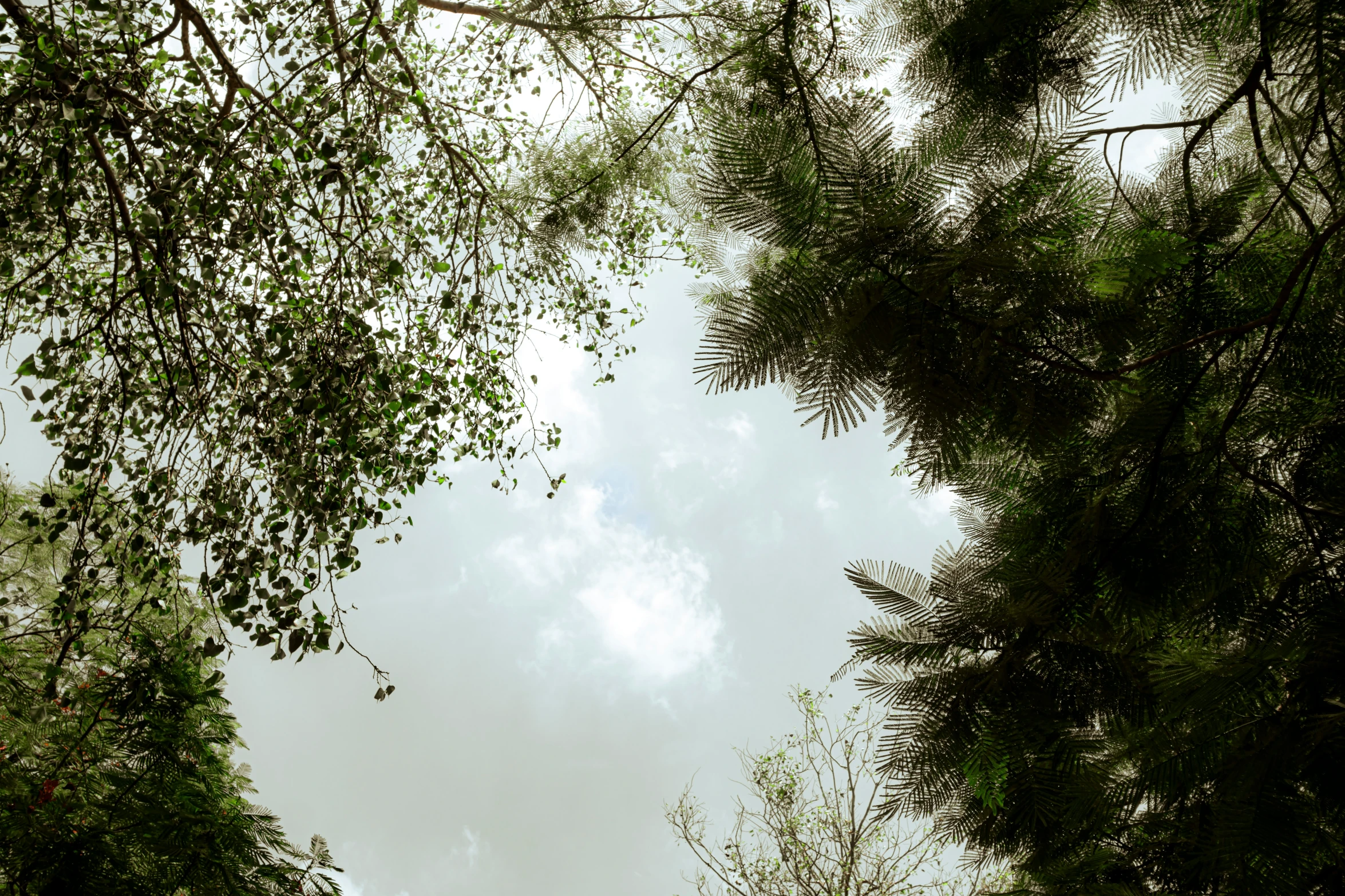 trees look up to the sky as they fall down