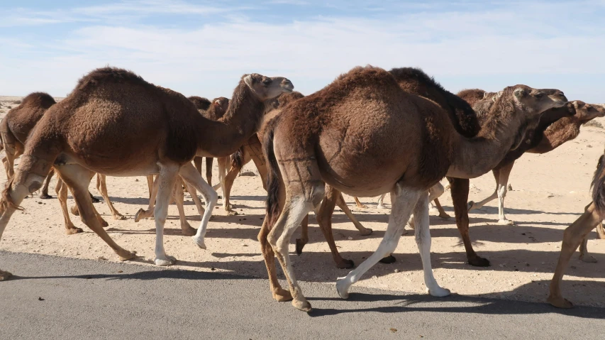 a herd of camel standing on top of a desert