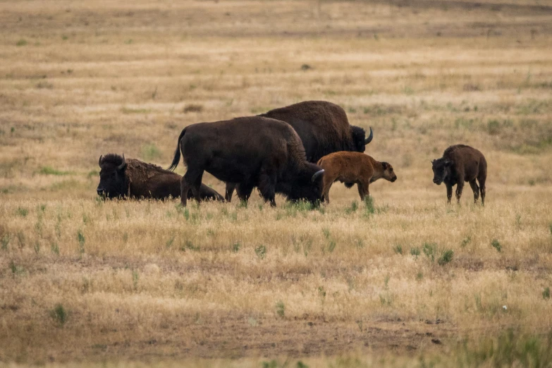 a group of bison grazing in a large field