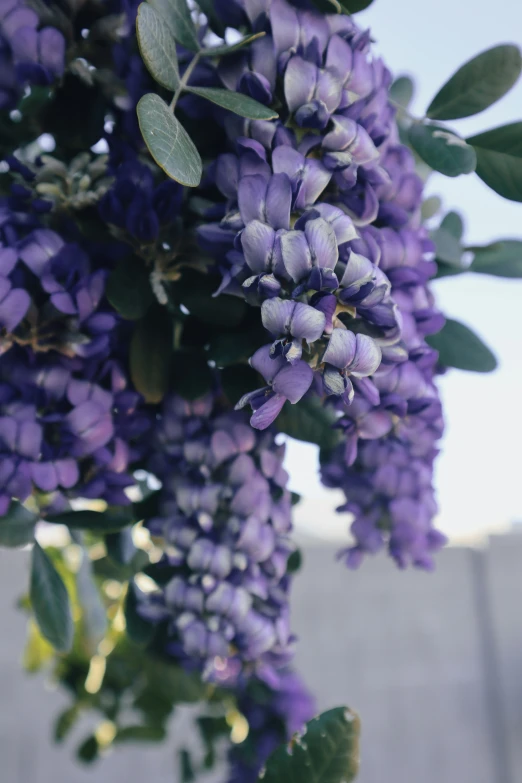 purple flowers growing from a tree nch