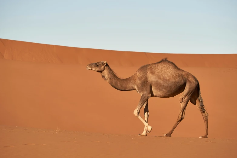 a camel walking across the desert in the sahara