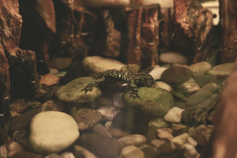 a frog laying on a rocky stream surrounded by rocks