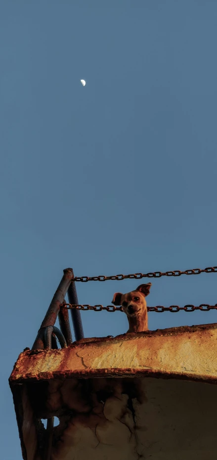 a dog looking down at the sky from a building