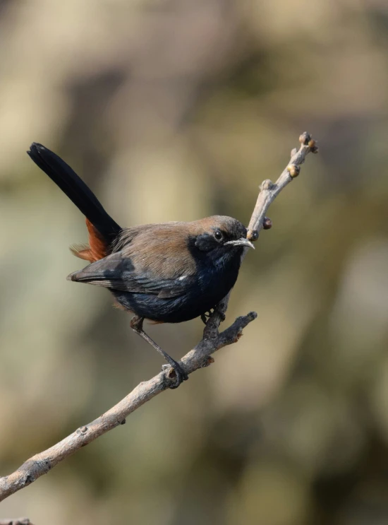 a bird with orange and black feathers sits on a nch