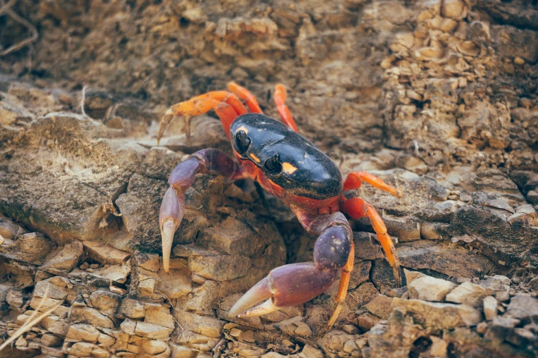 an orange crab with black and red legs, crawling on rocks