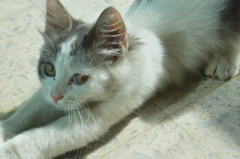 a cat laying down with it's paws on the floor