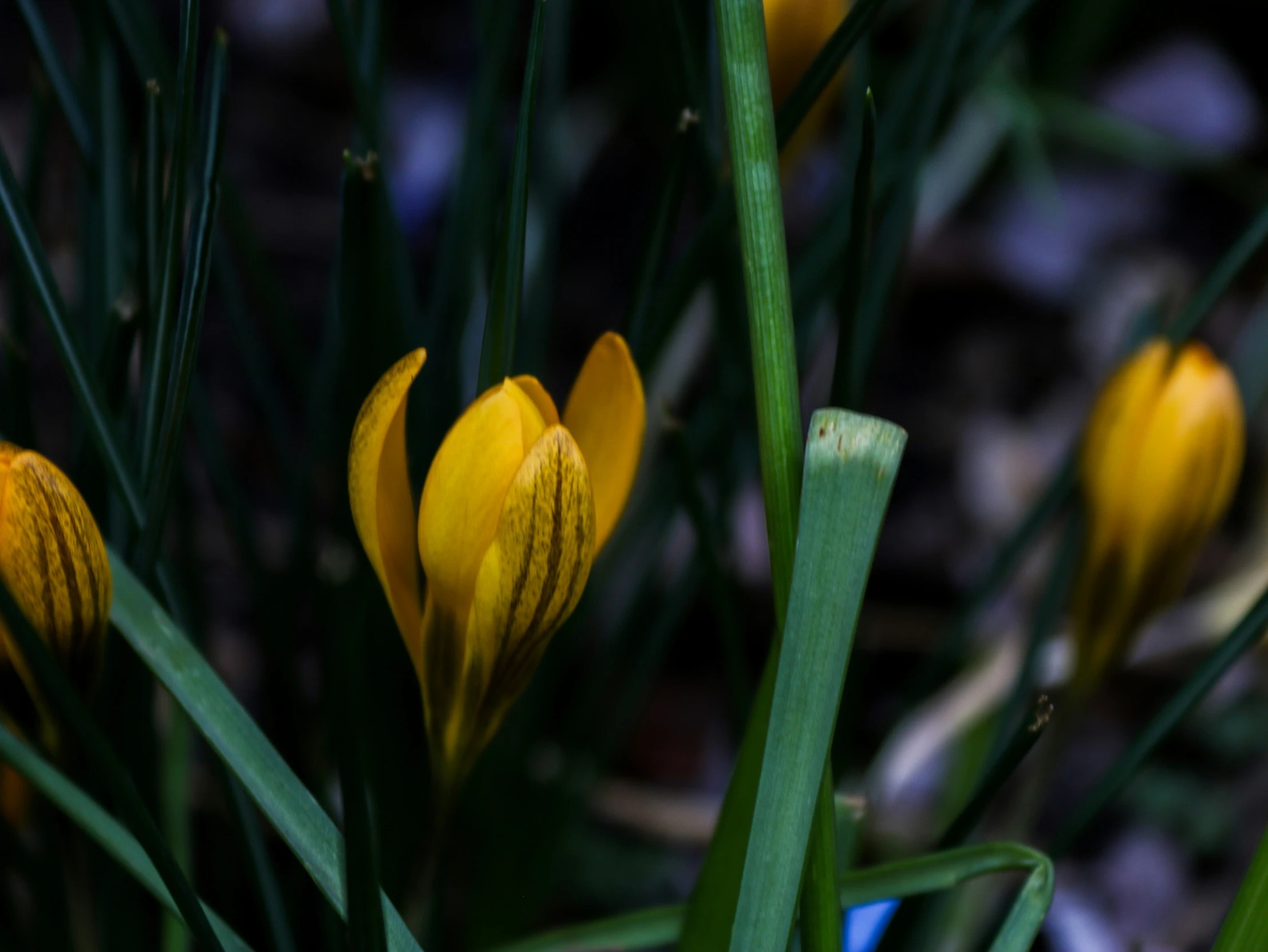 a group of yellow flowers growing next to green grass