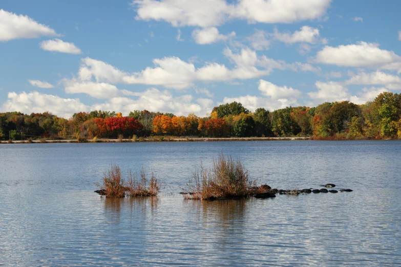 several plants grow out of water in a lake