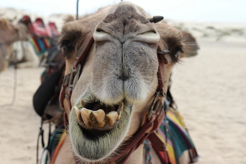 a camel is smiling and showing his teeth