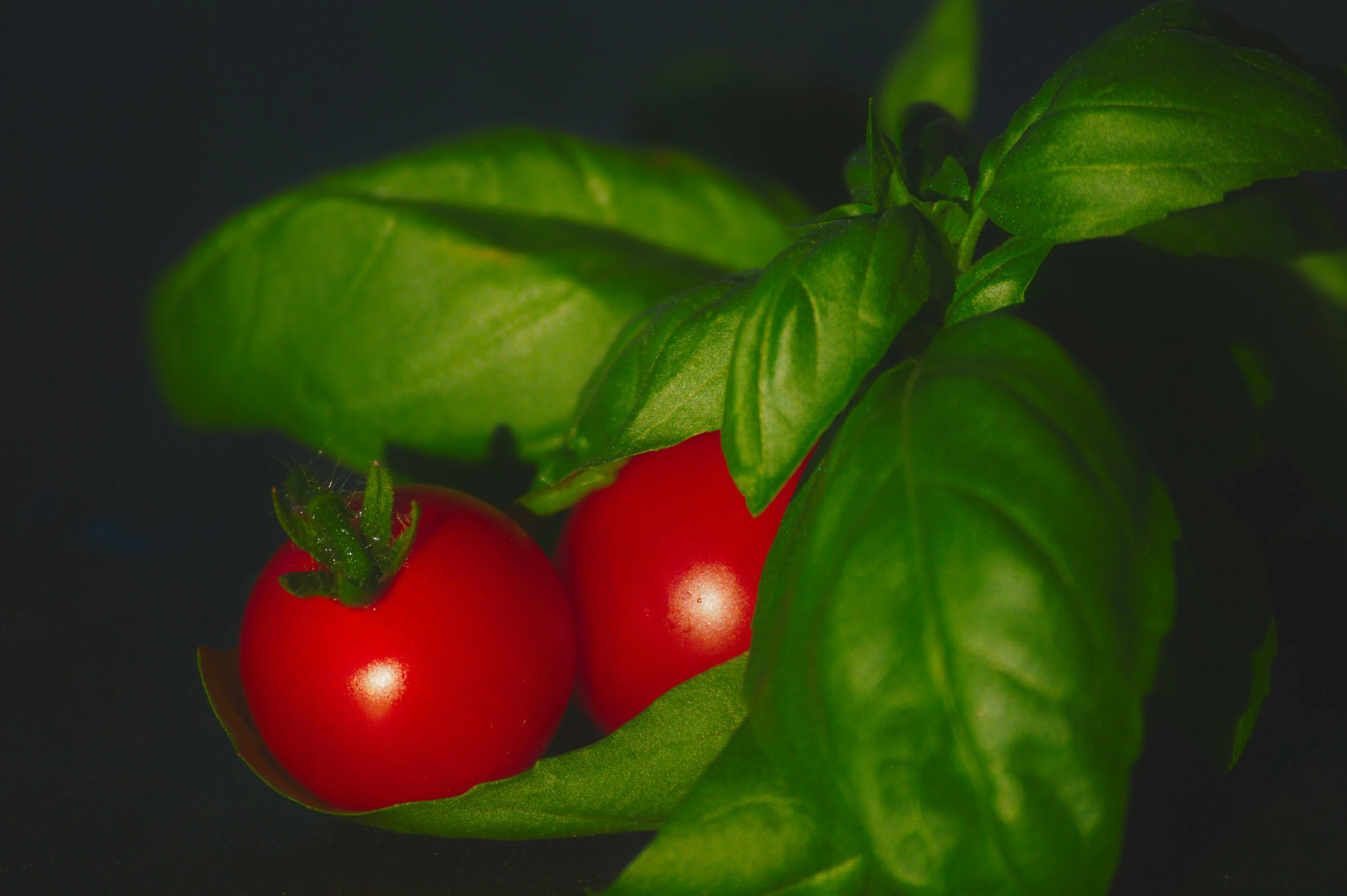 a group of red tomatoes sitting on top of leaves