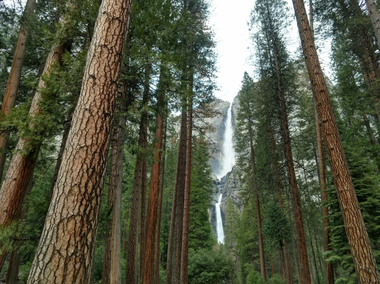 tall and leafy trees stand in front of a waterfall