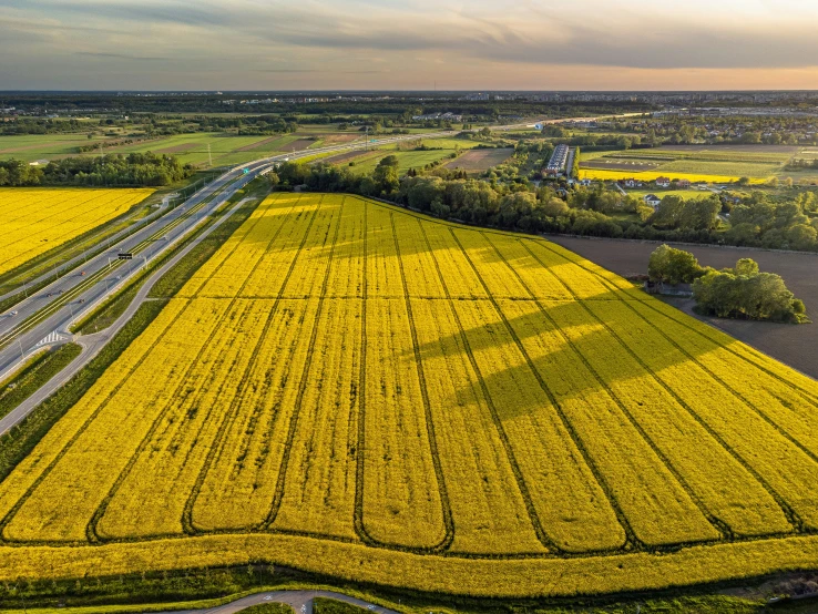 the beautiful flowers of an aerial view near an intersection