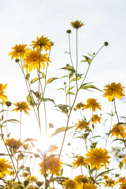 the sun shines through a field of yellow flowers