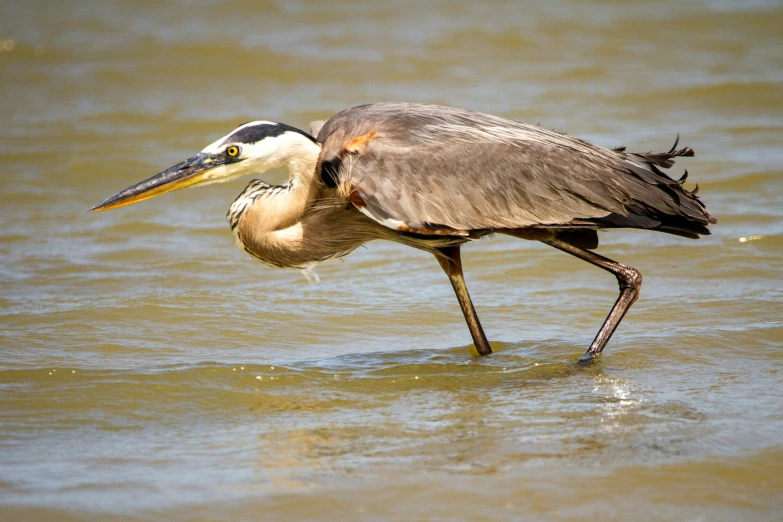 a bird is walking in the water with it's long legs
