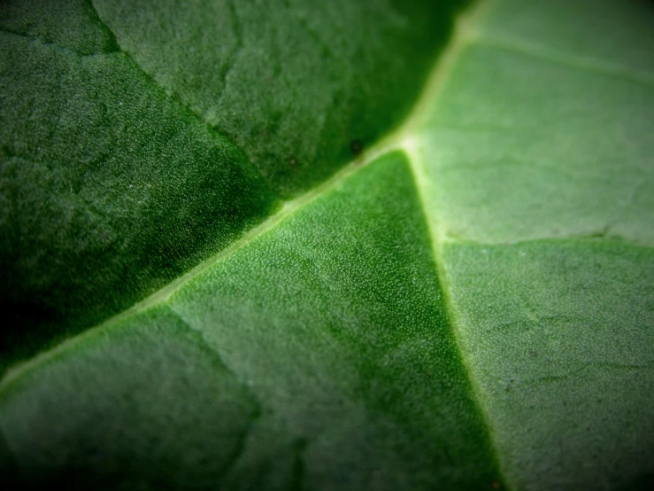 the green leaves of the plant are all over the place