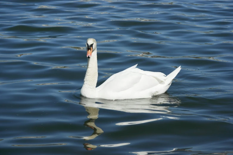 a swan floating on the water's surface with its beak outstretched