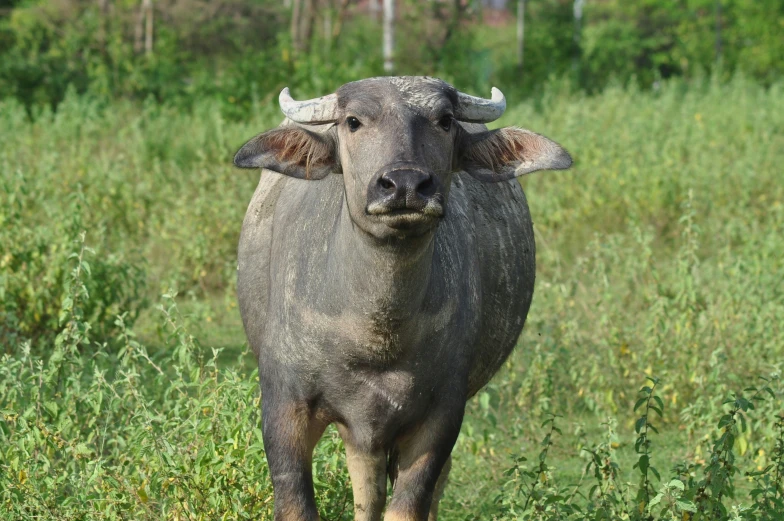 a large bull with a large ear is walking through a field