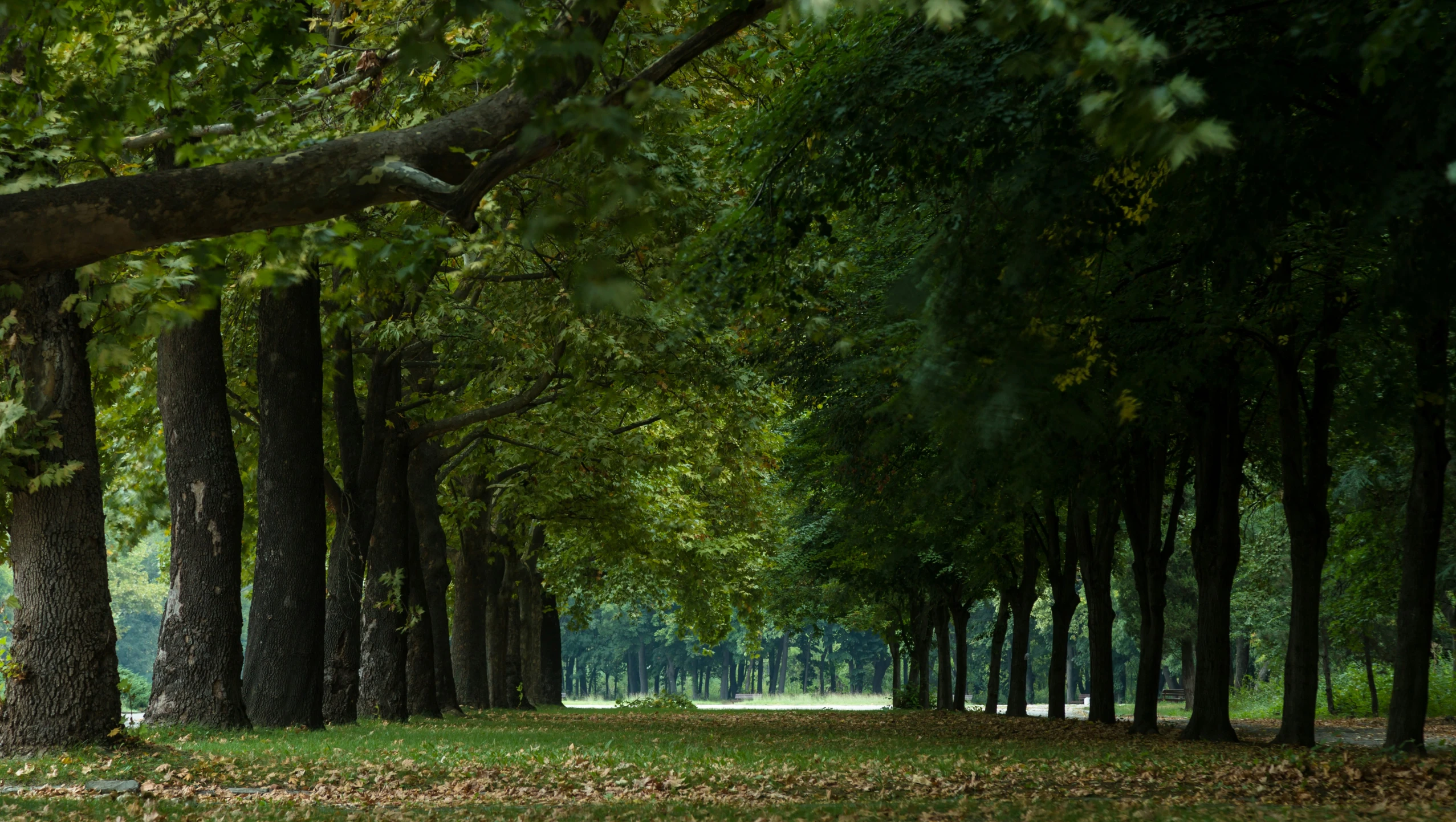 green trees line the path through an empty park