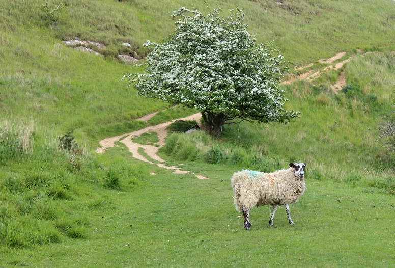 a sheep on grass field next to a tree and a path