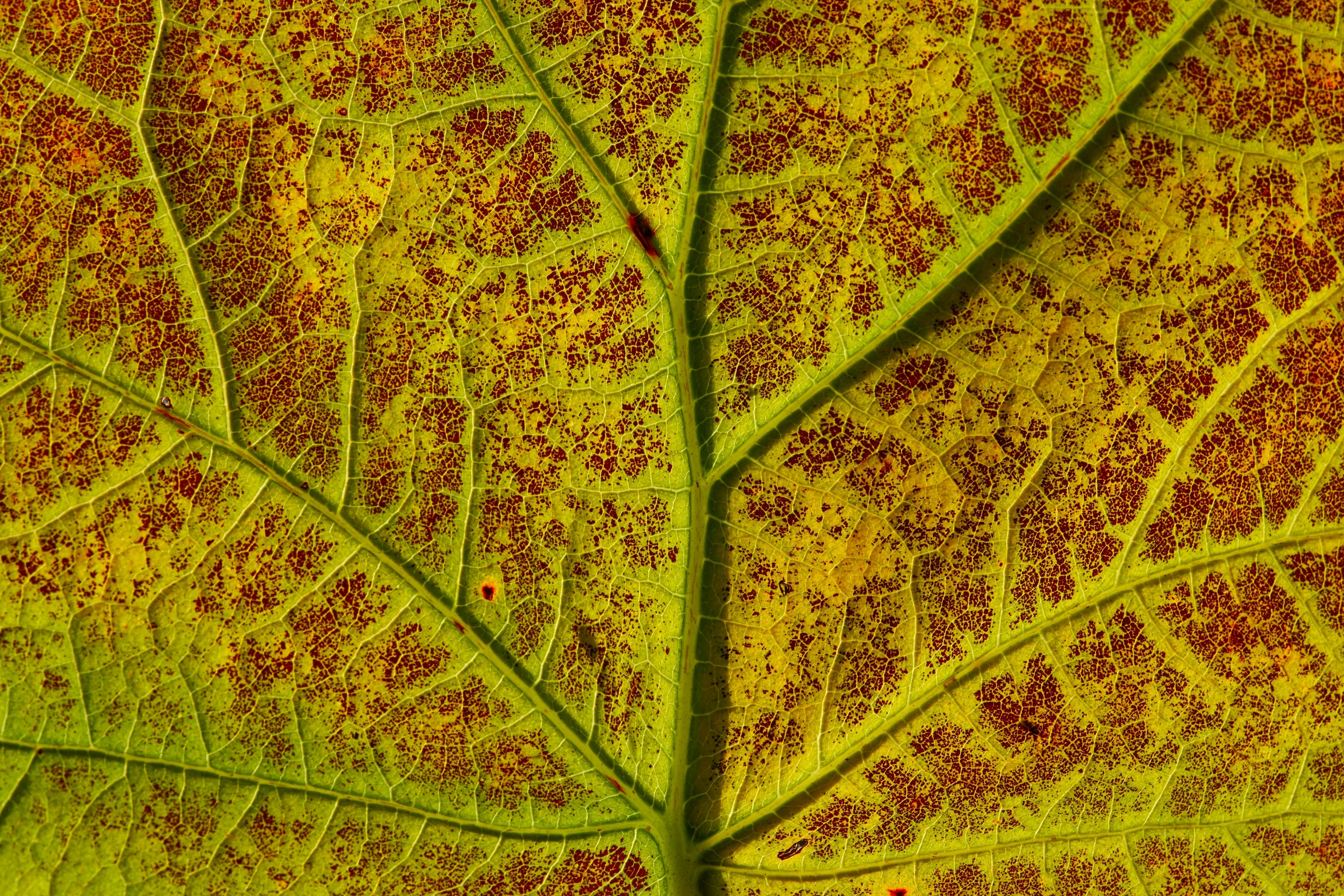 close up view of a large leaf's leaves