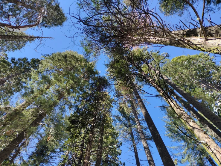 a view up in the forest looking up at tall trees