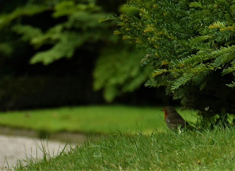 a small bird sits in the grass by a tree